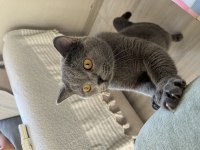 British Shorthair Çiftleştirme