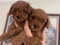 Kore kan poodle yavrular