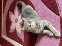 British shorthair 7 aylık
