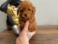 Üst Kalite Tea Cup Poodle Yavrular