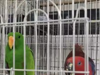Resmi belgeli yavru eclectus papağanları