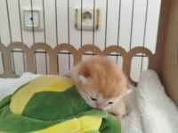 A kalite full şecereli golden ny12 british shorthair