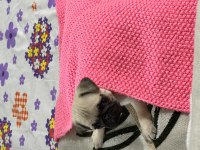 Pug köpeği