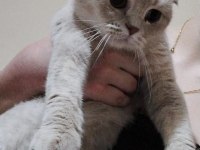Ücretsiz sahiplendirilicek scottish kedi