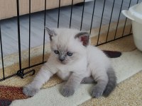 CİNS KEDİ BRİTİSH SHORTHAİR
