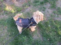 4 aylık maltipoo yavru