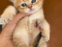 Saf kan Golden Egzotik British Shorthair