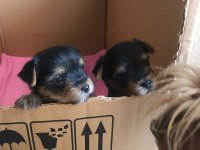 Orjinal tea cup yorkshire terrier yavrularımız
