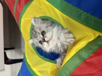 Tatlı british longhair bebeklerimiz