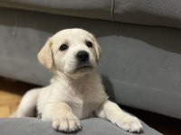 2 Aylık Dişi Golden Retriever