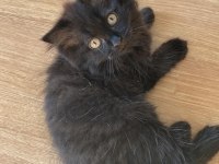 Muğla/Dalaman 2 aylık British Longhair Dişi