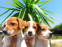 Terrier Jack Yavruları Tüm İllere Gönderim