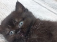 British Longhair Dark Çikolata Mükemmel Güzellik