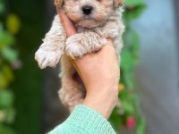Cinsinin en iyisi maltipoo