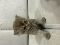 British longhair 43 günlük yavru
