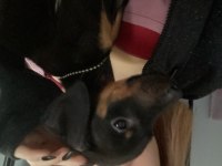 Doberman köpeği yavru