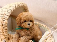 IRKININ EN İYİSİ KOP KOYU MALTİPOO BEBEKLERİM
