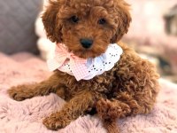 Toy Poodle Yavrularım