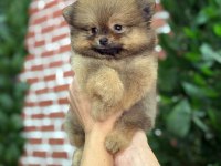 A kalite Pomeranian yavrular