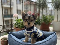 Tüy dökmeyen koku alerji yapmayan ırk köpeğimiz