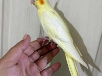 47 GÜNLÜK KUSURSUZ LUTİNO BEBEK SULTAN PAPAĞANI