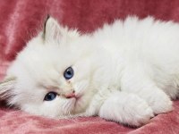 Safkan British Longhair Bebekler