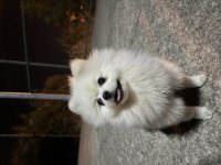 13 Aylık Erkek Pomeranian Boo - Orjinal ırk Aşıları Tam