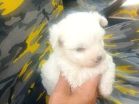 Maltese terrier yavruları