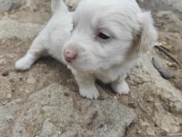 Kokoni cinsi köpekler (small greek)