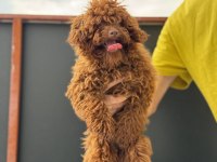 Tea cup 7 aylık dişi kore poodle 1.850 gr 