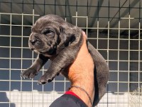A KALİTE CANE CORSO YAVRULARIMIZ REZERVE AÇILMIŞTIR