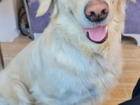 Acil golden retriever kızıma arkadaş arıyorum