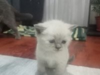Yeni yuvalarını arayan kediler