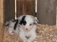 Harika border collie bebekler