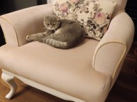 Erkek scottish fold kedimize çift aranmaktadır