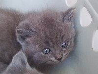 British shorthair yavrular dişi ve erkek mevcut uygun
