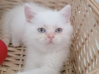 Mavi gözlü safkan british shorthair yavrular
