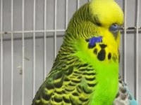 Sahiplen dirilecek muhabbet kuşları
