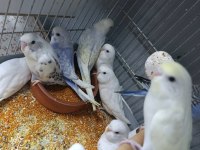 Yuvadan yeni çıkan muhabbet kuşu yavruları