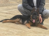 Alman kurdu her ile güvenle gönderim sağlayacak