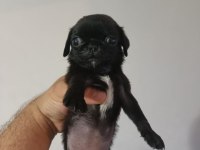 Siyah erkek pug yavru