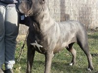 ŞECERELİ ANNE BABADAN ŞECERELİ CANE CORSO YAVRULARI