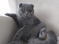 Scottish Fold 7 aylık oğlumuz yeni evini arıyor