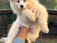 KIF/FCI ŞECERELİ MÜKEMMEL KALİTE SAMOYED YAVRULAR