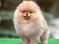 TEDDY BEAR POMERANİAN YAVRULARI
