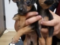 1 erkek ve 1 dişi pinscher