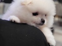 Kar beyazı erkek pomeranian