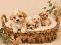 Karakterli Oyuncu Kocaman Yürek Maltipoo Yavrular