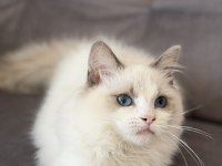 4.5 aylık şecereli show kalite ragdoll yavrusu