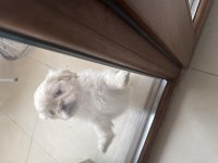 Minik pamuk pekinez köpekler